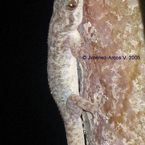 Phyllodactilus nocticolus.jpg