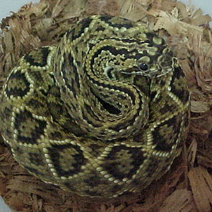 Crotalus d.cumanensis Neonato..JPG