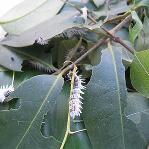 attacus atlas.JPG