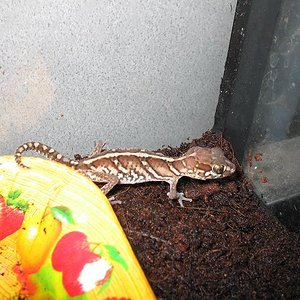 Paroedura pictus 1.JPG