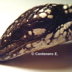 Abronia taeniata.jpg