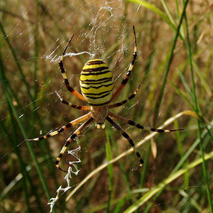 Argiope bruennichicopia.jpg