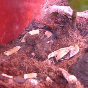 bitis_gabonica.jpg