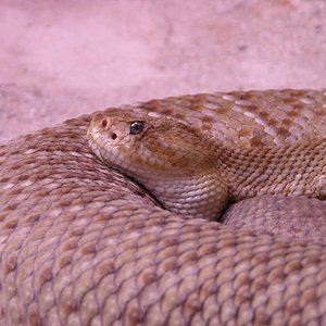crotalus_basiliscus.jpg
