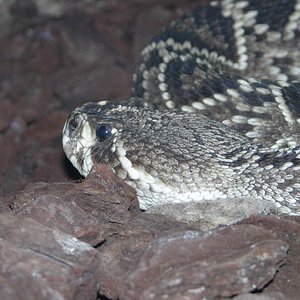 crotalus_Adamanteus.jpg