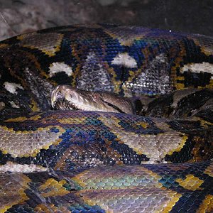 python_reticulatus.jpg