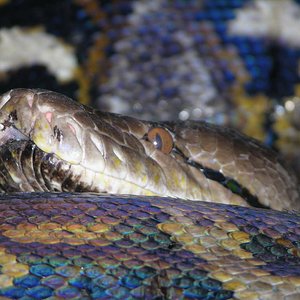 python_reticulatus_2.jpg