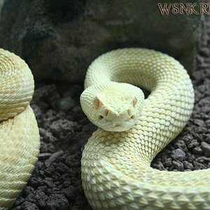 Imagen 437 (Large) copy111.jpg