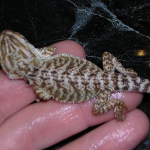 04 29-11-05 3semanas.jpg