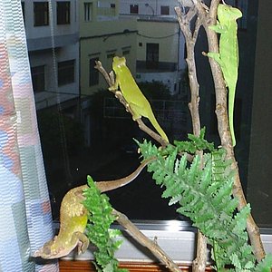 Calyp, Neng y Arwen.JPG