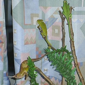 Calyp, Neng y Arwen (1).JPG