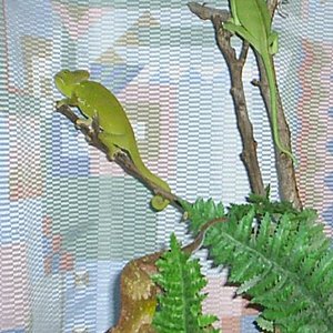 Calyp, Neng y Arwen (2).JPG