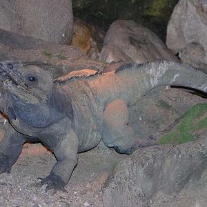 cyclura_cornuta.jpg