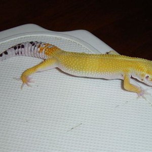 Macho super hipo.JPG