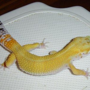 Macho super hipo 2.JPG