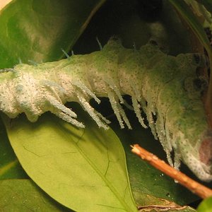 Attacus Atlas.JPG