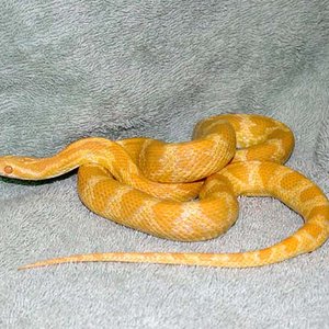 creamsicle yellow.jpg