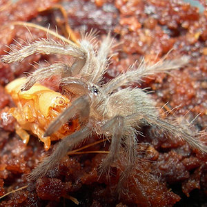 Brachypelma albopilosum spiderling.jpg