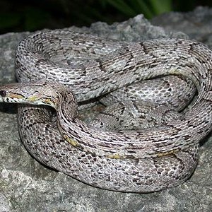 blood red anerystick.jpg