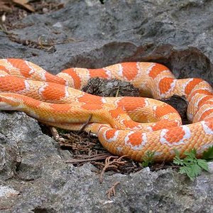 creamslice okette.jpg