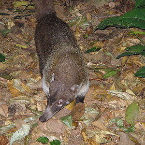 tabasco y palenque 018.jpg