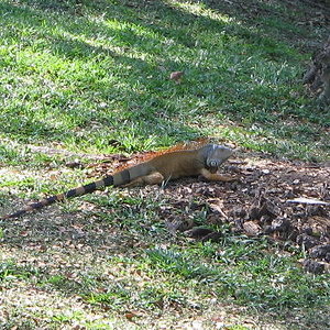 Iguana iguana macho.jpg