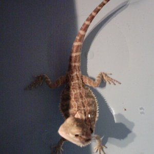 pogona..JPG