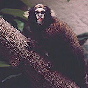 sagui.jpg