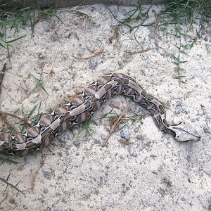 Bitis gabonica rhinoceros.jpg