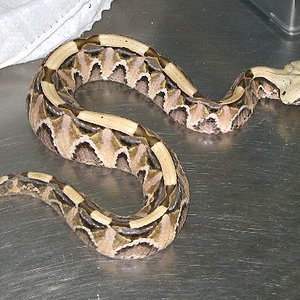 Bitis gabonica rhinoceros1.jpg