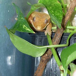 Hembra Orange mirando.jpg