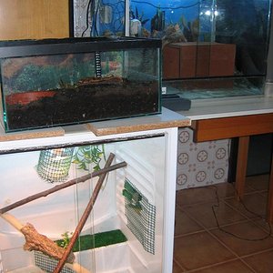 cuarto terrario esta redu 2.JPG
