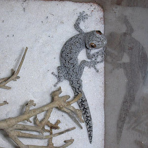 D. Intermedius 1.0.JPG