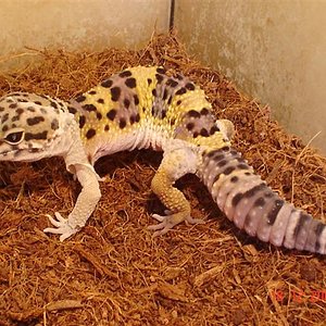 nestle y mr.gecko en terraris diferents 001 (Small).jpg