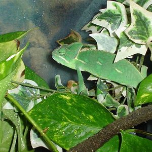 nou look de terrari amb camaleo 002 (Small).jpg