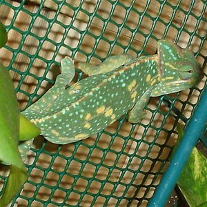 camaleo mascle aparellament 002 (Small).jpg