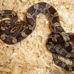 caramel guttatus.jpg