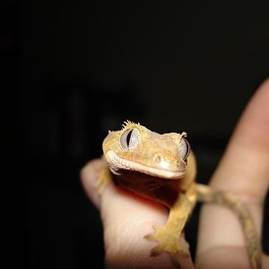 rhacodactylus ciliatus 2 105 modificado.JPG