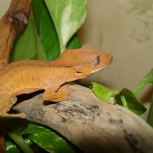 rhacodactylus ciliatus 2 071 modificado.JPG