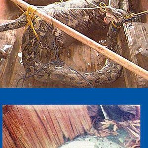 anaconda vs hombre.jpg