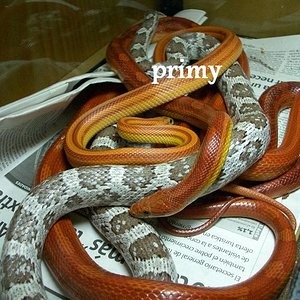 pantherohis adultas (reducida).JPG