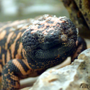 Heloderma suspectum 01.jpg