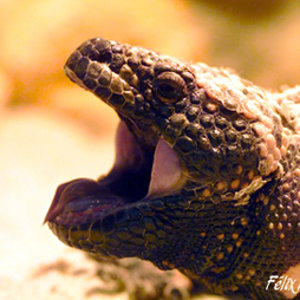 Heloderma suspectum 02.jpg