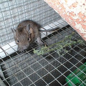 tn_33 - Agosto 2005.JPG