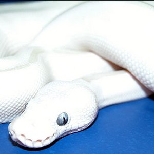 1ofakindBallPython.jpg