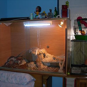 Terrario pareja adulta.JPG