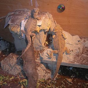 La pareja adulta.JPG