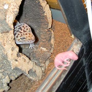 Macho Golden pinkie0.jpg