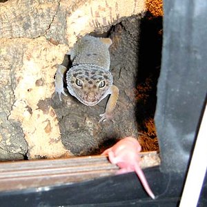 Macho Golden pinkie1.jpg