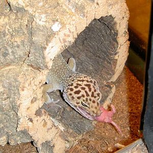 Macho Golden pinkie2.jpg